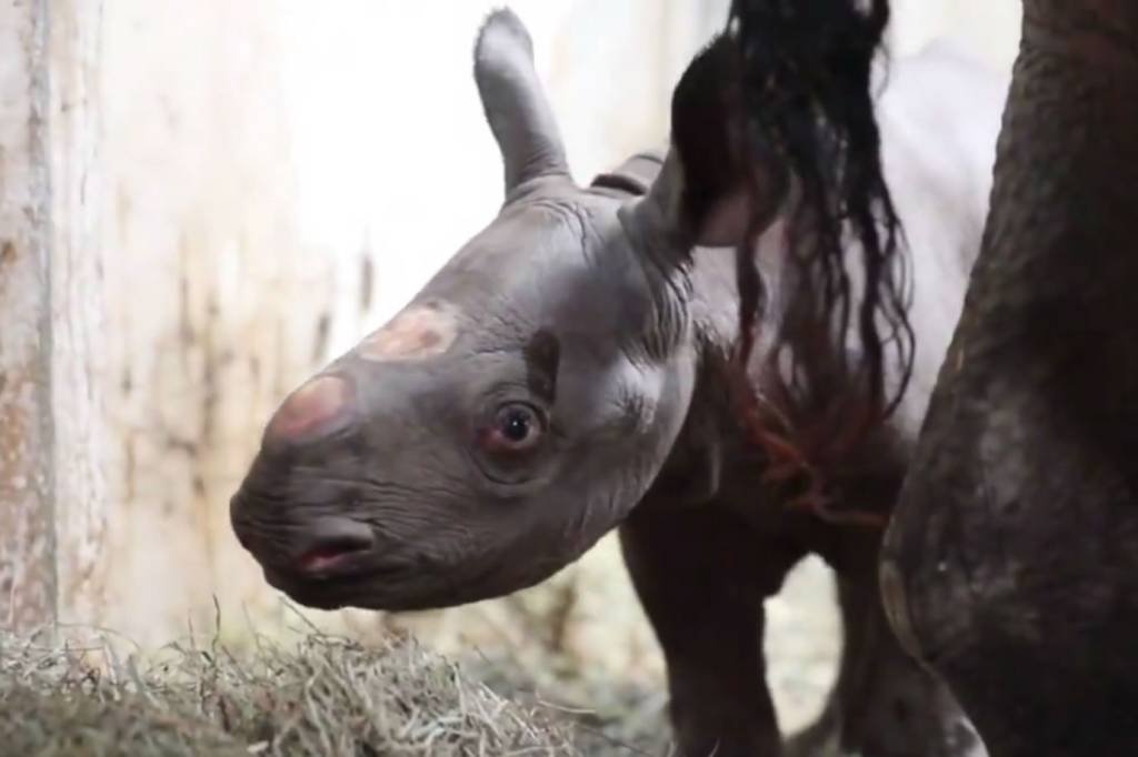 Rinoceronte-negro nasce nos Estados Unidos: hoje, apenas 5.500 animais dessa espécie existem na vida selvagem (Potter Park Zoo/Twitter/Reprodução)