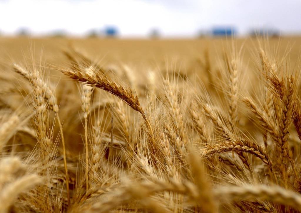 Brasil terá autossuficiência na produção de trigo, diz Bolsonaro