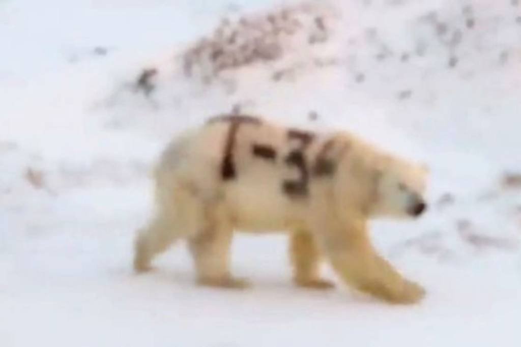 Urso polar é flagrado com pichação na Rússia: cientistas tentam entender circunstâncias do episódio (Sergey Kavry/Facebook/Reprodução)