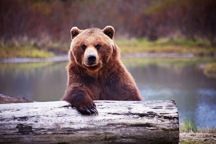 Urso: cientistas descobriram mistério sobre audição de mamíferos (Js Photography/Getty Images)