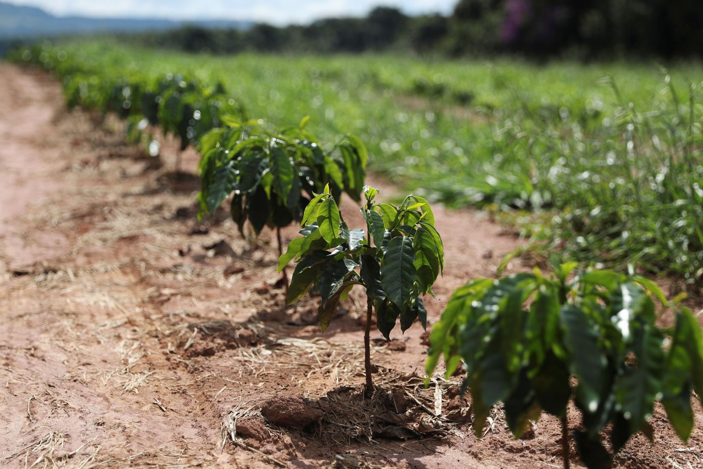 Em Minas, chuvas poupam maior parte dos cafezais