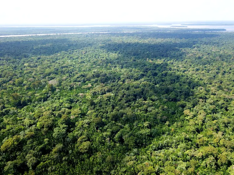 Meio ambiente: Amazônia foi uma fonte líquida de carbono para atmosfera entre 2003 e 2016 (Ricardo Lima/Getty Images)