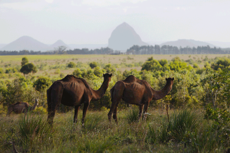 Camelos: animais também serão abatidos por uma preocupação com a emissão de gases poluentes (Lisa Maree Williams / Correspondente/Getty Images)