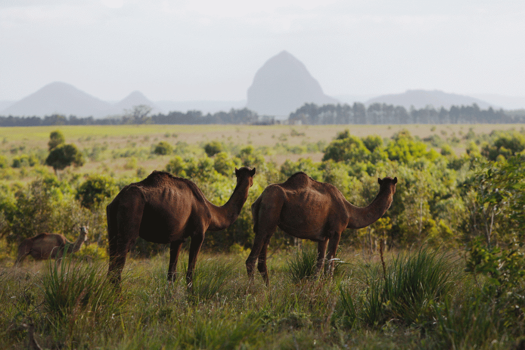 10 mil camelos serão mortos na Austrália por "beberem muita água"
