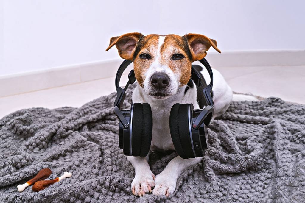 Cachorro: playlists oferecem faixas selecionadas por algoritmos para corresponder às características dos animais, como energéticas ou lentas (Jelena Matvejeva / EyeEm/Getty Images)