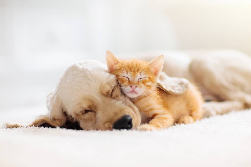 Animais domésticos: O país já tem mais cães e gatos do que crianças em seus lares (Getty/Getty Images)