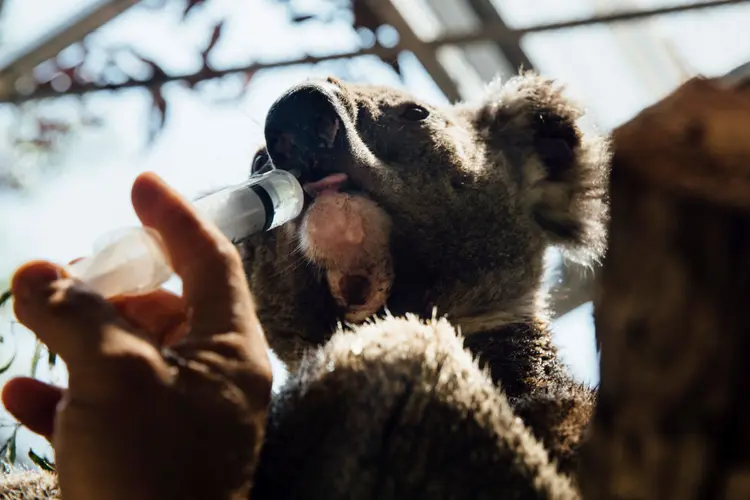 Coala: no Estado de Nova Gales do Sul, autoridades estimam que 30% do habitat dos coalas, florestas de eucaliptos que eles usam como alimento e abrigo, pode ter sido destruído (Cole Bennetts/The Sydney Morning Herald/Getty Images)
