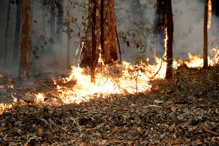 Incêndios: Austrália vive uma seca intensa há três anos (Tracey Nearmy/Reuters)