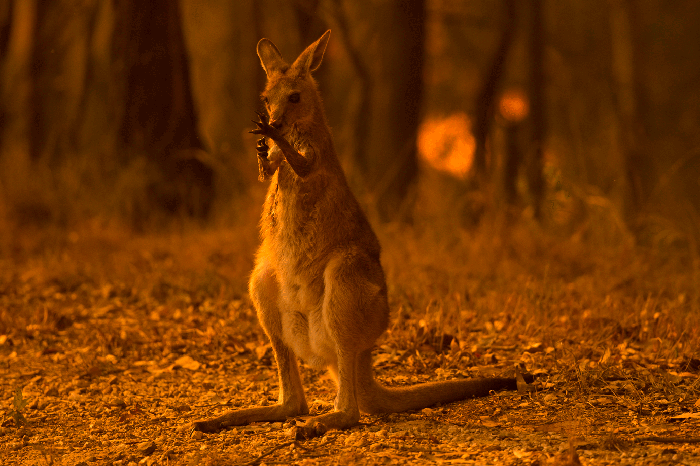 Com avião, Austrália lança alimentos para animais afetados por incêndios