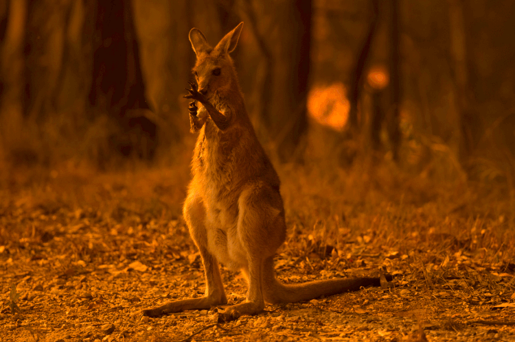 Incêndios na Austrália: fogo já matou meio bilhão de animais no país (Fairfax Media / Colaborador/Getty Images)