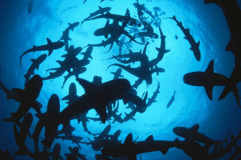 Tubarões que "andam" são descobertos em águas tropicais