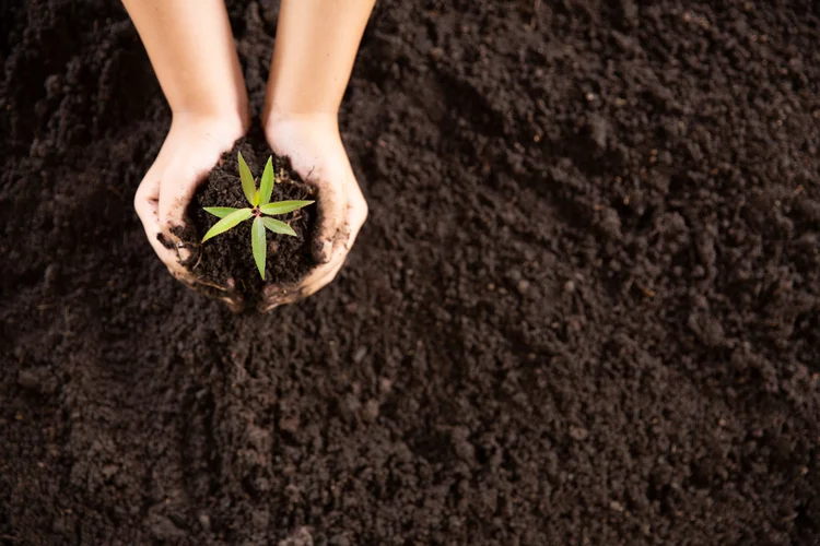 Child hands holding and caring a young green plant, Seedlings are growing from abundant soil, planting trees, reduce global warming, growing a tree, love nature, World Environment Day (Designed by jcomp / Freepik.com/Creative Commons)