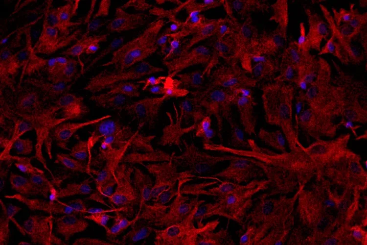 Células cerebrais: testes com ratos indicam que células cerebrais submetidas a baixa oxigenação desenvolvem disfunção no mecanismo de produção de energia (Luiz Felipe Souza e Silva/Agência Fapesp)