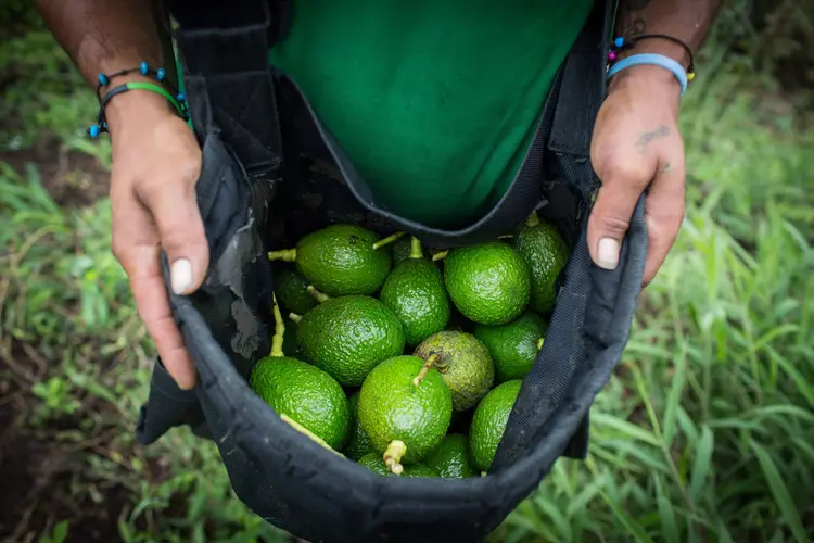 Produtor rural carregando a colheita de avocados na Colômbia (Eduardo Leal/Bloomberg)