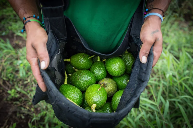 Abacates: gestora londrina está plantando 25 mil pés de eucalipto, manga, laranja, abacate e mamão em vilarejos da Tanzânia para compensar sua pegada de carbono (Eduardo Leal/Bloomberg)