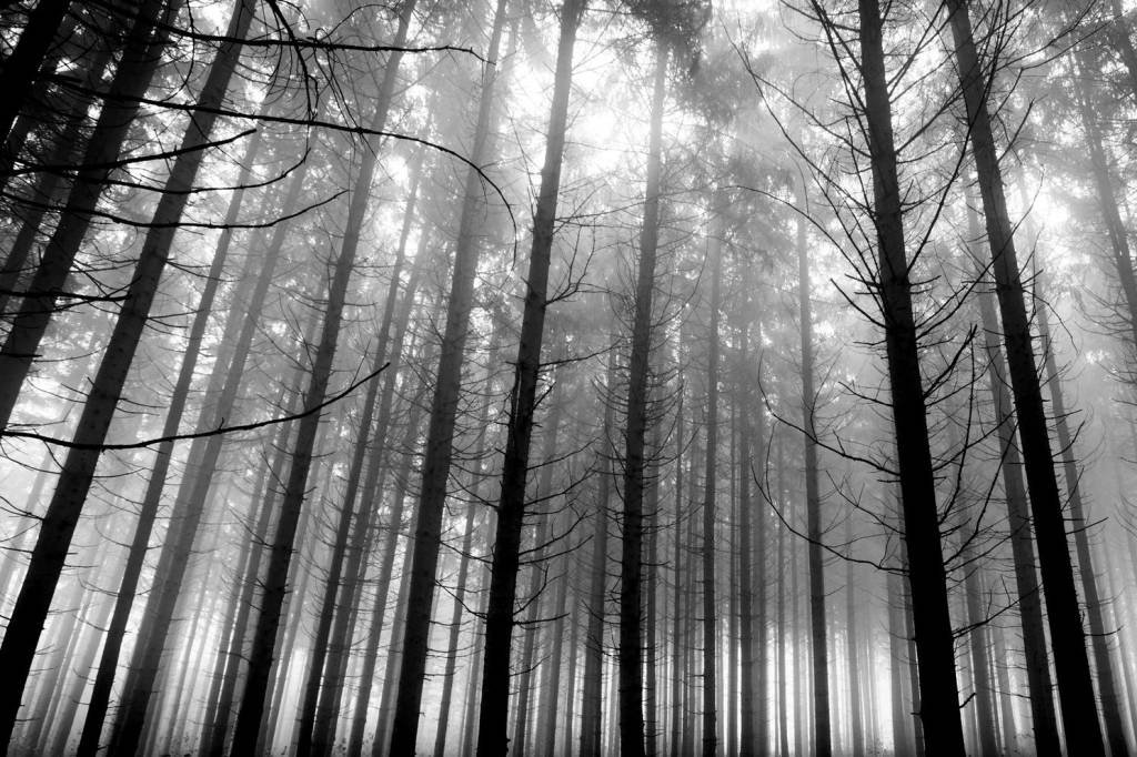 Floresta escura nos Estados Unidos: a luta pela sobrevivência cria suas próprias lógicas" (Hannes Flo/Flickr)