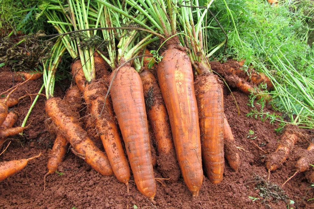 Novas cenouras: hortaliças são mais resistentes à queima de folhas e não exigem adição de defensivos químicos para evitar pragas (Agnaldo Carvalho / Embrapa/Divulgação)