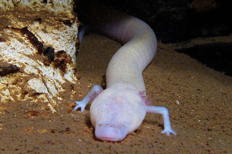 Salamandras: espécie estudada nas cavernas da Bósnia e Herzegovina apresenta novas informações sobre a reprodução dos animais (Cave Research Group/Reprodução)