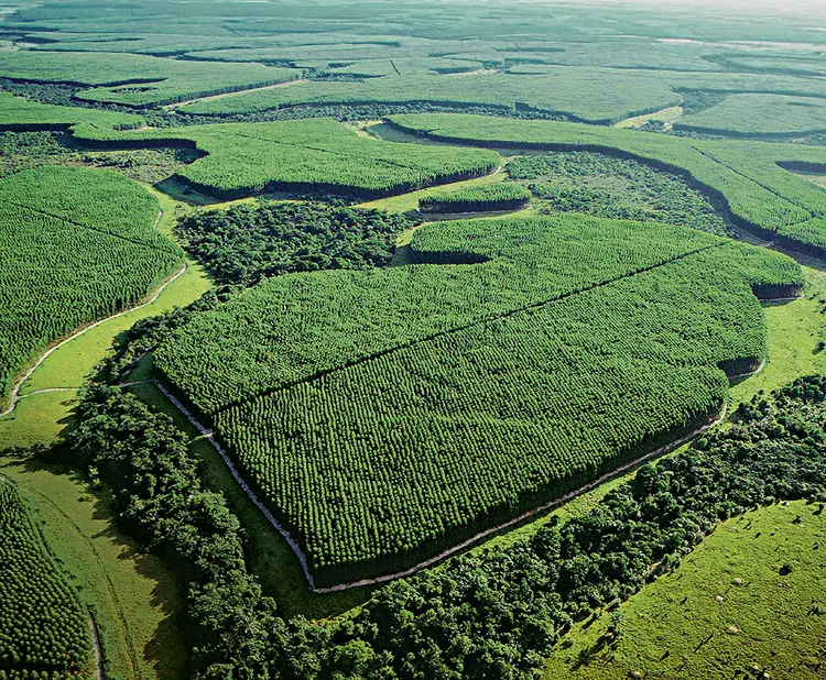 Floresta da Suzano: Companhia estuda formas de melhorar comunicação com investidor (Divulgação/Divulgação)