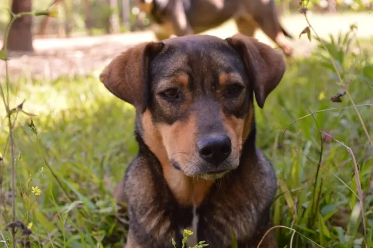 Mimi está para adoção e estampa embalagem de ração (PremieRpet/Divulgação)