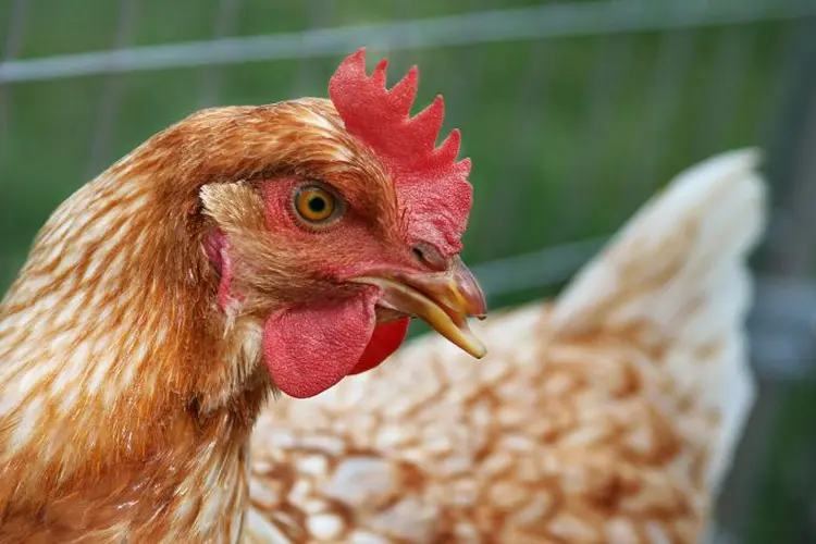 Malásia decide proibir exportação de frango (THEGREENJ/Wikimedia Commons)