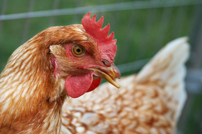 Malásia decide proibir exportação de frango (THEGREENJ/Wikimedia Commons)