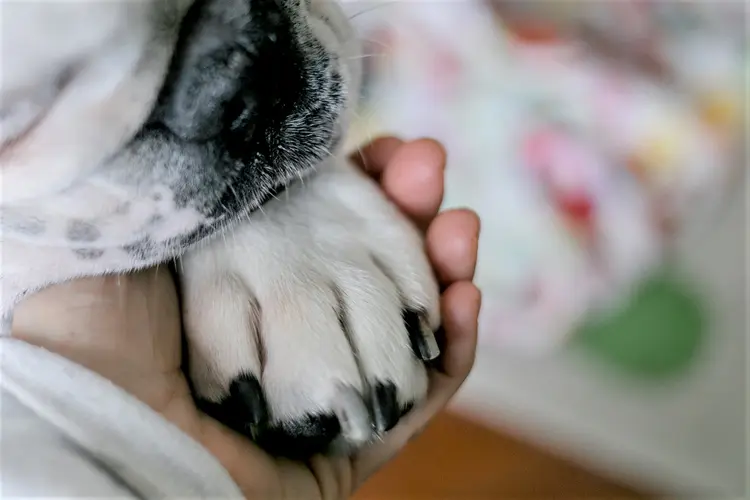 Pets: projeto de lei, em tramitação na Câmara dos Deputados, também prevê folga no caso de morte de animais de estimação (Carol Yepes/Getty Images)