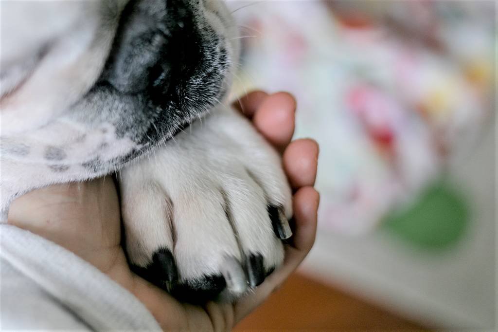 Estudo prova que cães choram ao se reencontrarem com donos