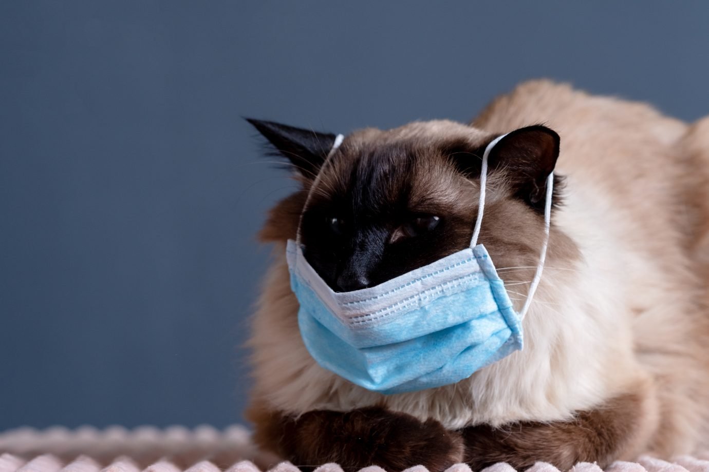 Estudo diz que gatos podem pegar e transmitir covid-19 para outros gatos