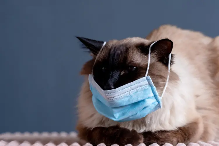 Gato: em caso raro, animal contraiu coronavírus de humano (BravissimoS/Getty Images)