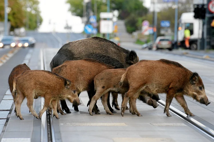 Javalis: animais foram diagnosticados com o vírus da peste suína, que dizimou rebanhos na China (Robert Robaszewski/Agencja Gazeta/Reuters)