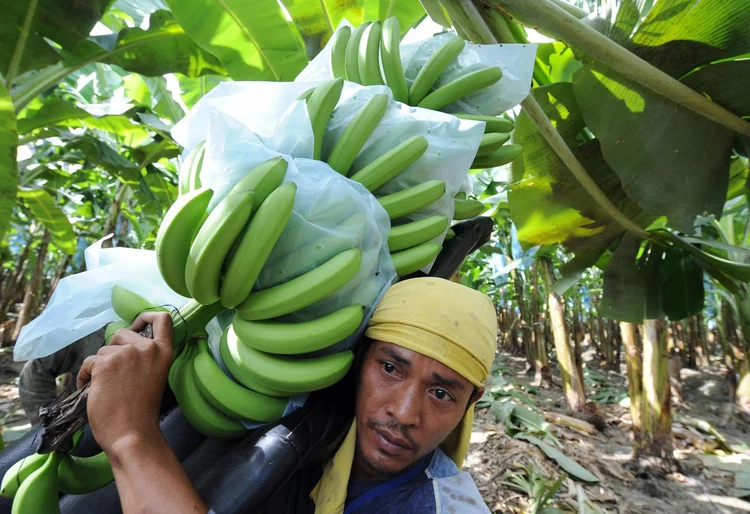 Produção de bananas: plantações e colheitas nas Filipinas estão ameaçadas pela quarentena por coronavírus (Romeo Gacad/AFP)