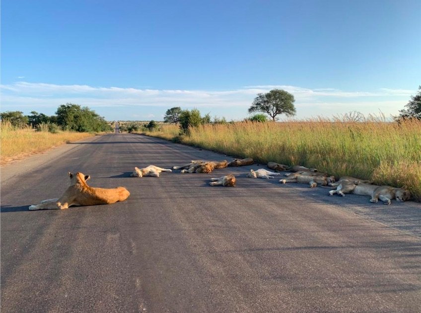 Leões na estrada: imagem é rara, porque, em dias normais, haveria tráfego naquele horário (Richard Sorry/Kruger National Park/ Reprodução Twitter/Reprodução)