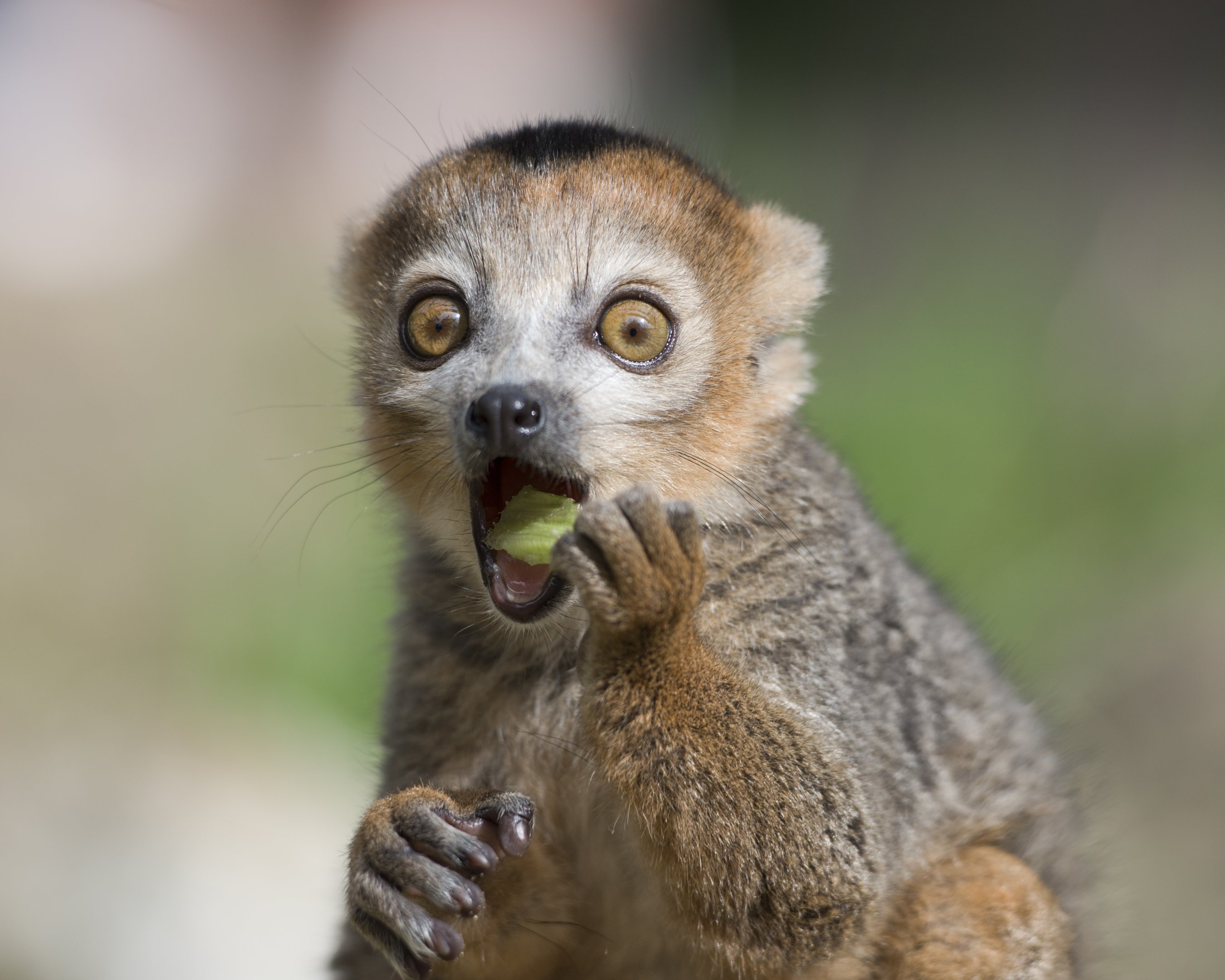 Animais de zoológico podem ser dados uns aos outros como alimento