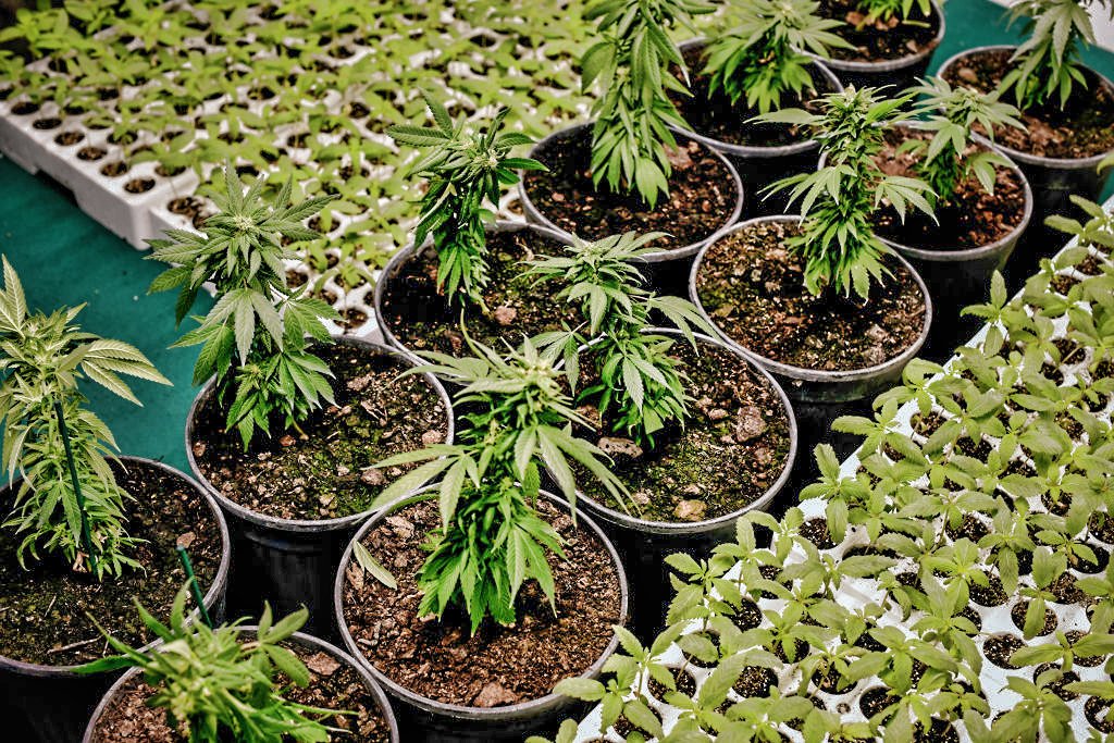 Maconha: Justiça concedeu um habeas corpus para que os pais de uma menina de cinco anos possam importar sementes de Cannabis Sativa (Getty Images/Simona Granati)