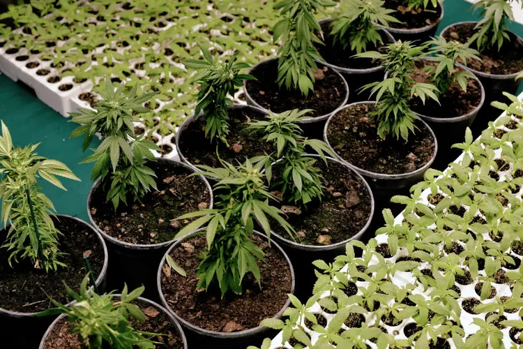Maconha: proibição de importação de cannabis in natura existia desde dezembro de 2019 (Simona Granati/Getty Images)
