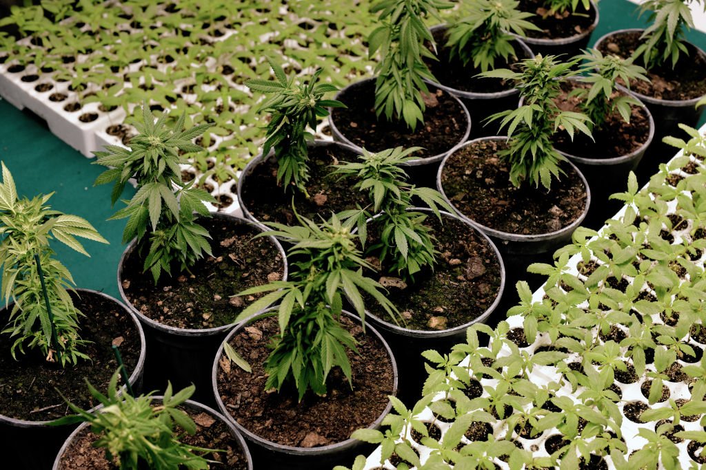 Cannabis: farmacêutica GreenCare oferecerá cannabis medicinal via delivery (Simona Granati/Getty Images)