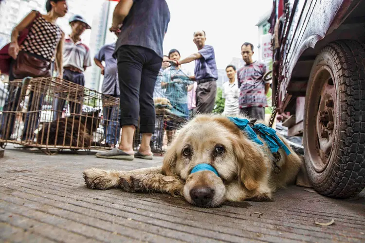 China reclassifica cães como animais de estimação em ação pós-coronavírus (Jie Zhao/Getty Images)
