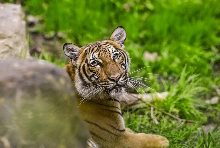 Trige da Malásia no zoológico do Bronx: os quatro zoológicos e o aquário de Nova York estão fechados desde 16 de março (Andrew Lichtenstein/Corbis/Getty Images)