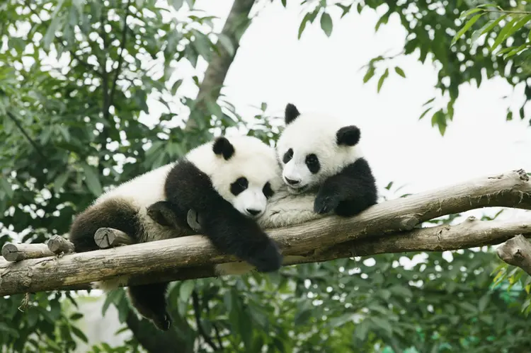 Pandas: a reprodução dos animais é especialmente difícil, principalmente quando estão em cativeiro (Buena Vista Images/Getty Images)