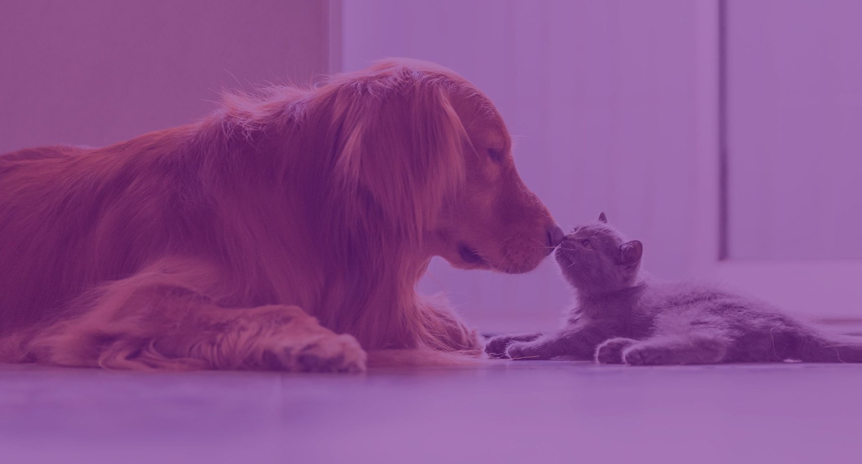 Pet shop online Petlove recebe R$ 250 milhões do Softbank