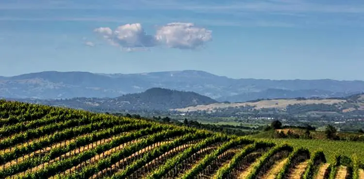 Melhores vinícolas: premiação, que ocorreria em Sonoma, na Califórnia, será substituída por uma cerimônia online (Divulgação/Divulgação)