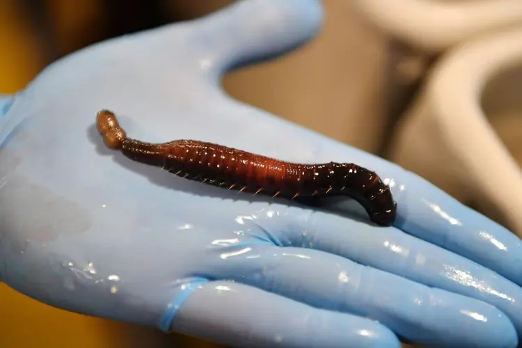 Arenicola marinha: o sangue do verme está sendo usado na produção de medicamento (Foto/AFP)