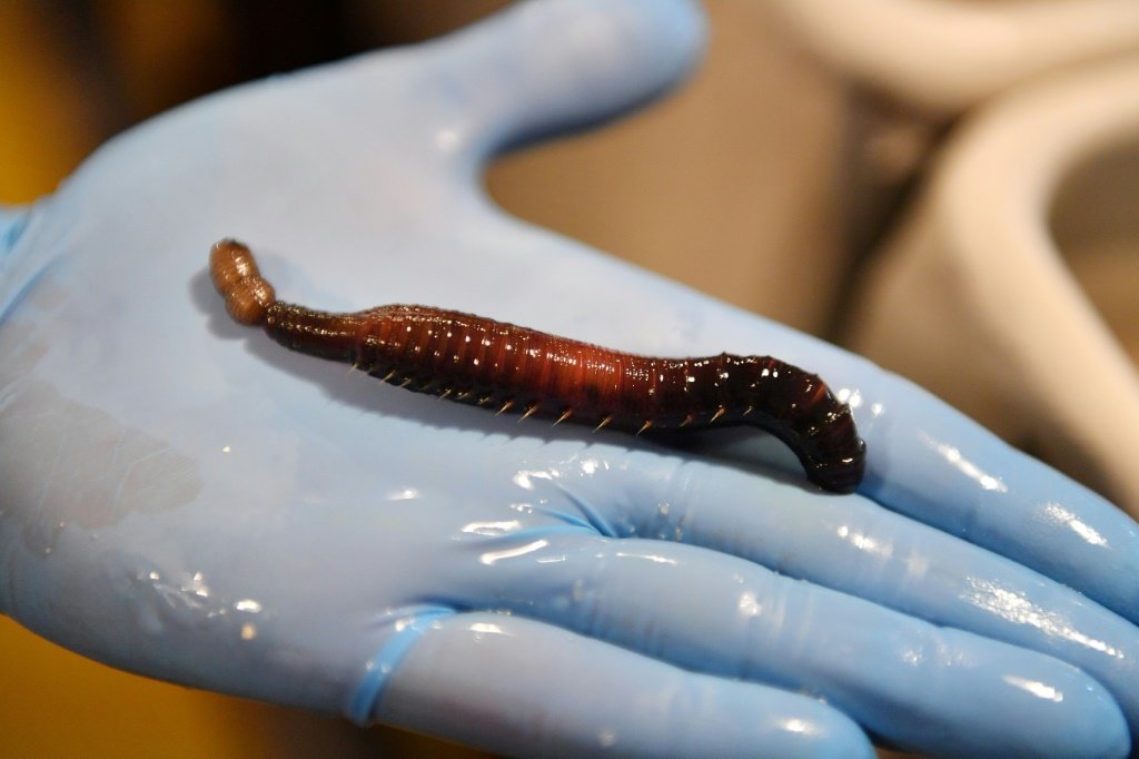 França testa sangue de verme marinho em pacientes com covid-19