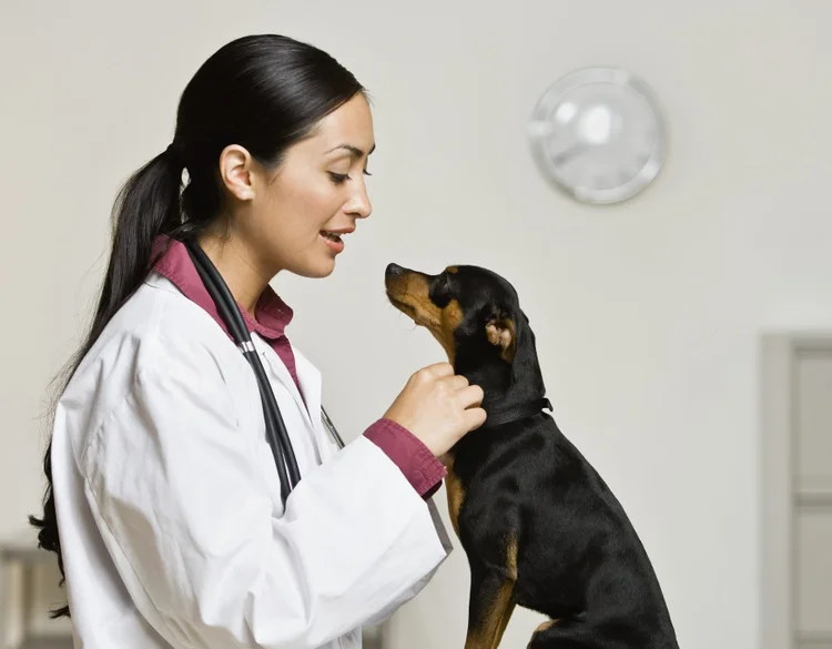 Veterinários diagnosticam, tratam doenças e lesões em animais (iStock/Getty Images)