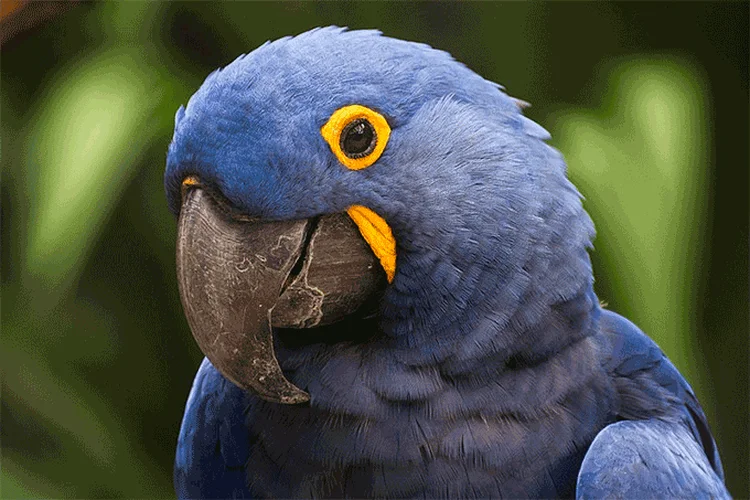 Biodiversidade (Leonardo Ramos/Wikimedia Commons)