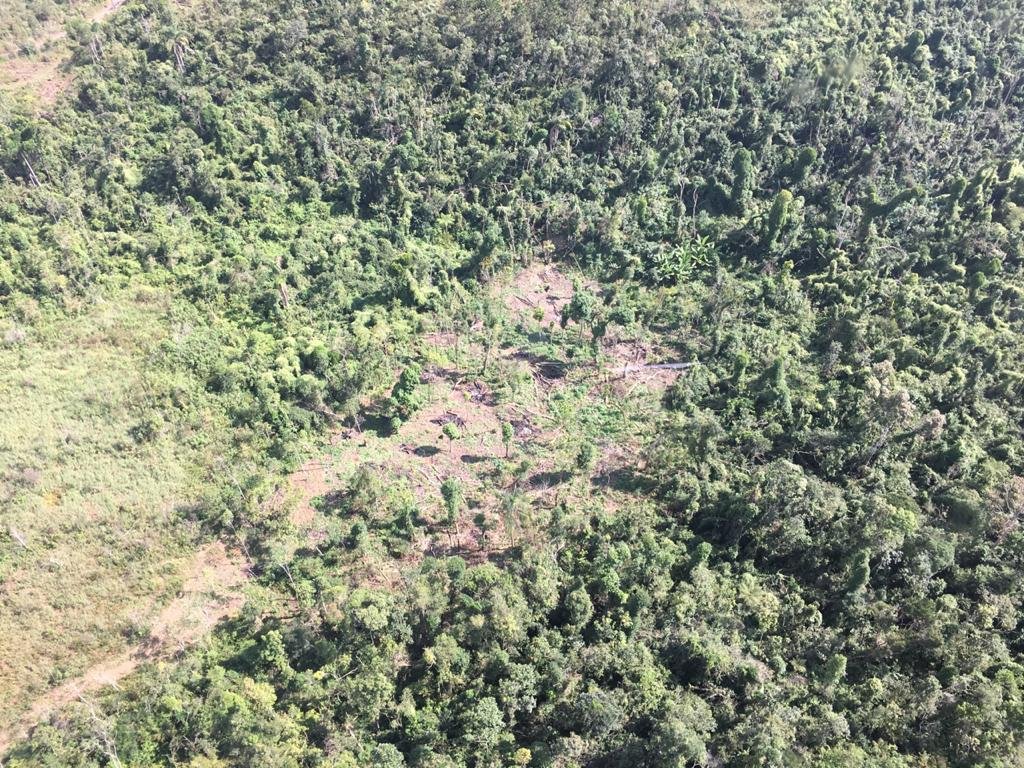 Mata Atlântica perdeu 200 mil campos de futebol de vegetação em uma década, diz estudo