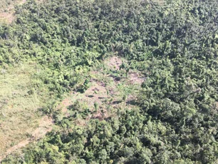 Imagem referente à matéria: Mata Atlântica perdeu 200 mil campos de futebol de vegetação em uma década, diz estudo