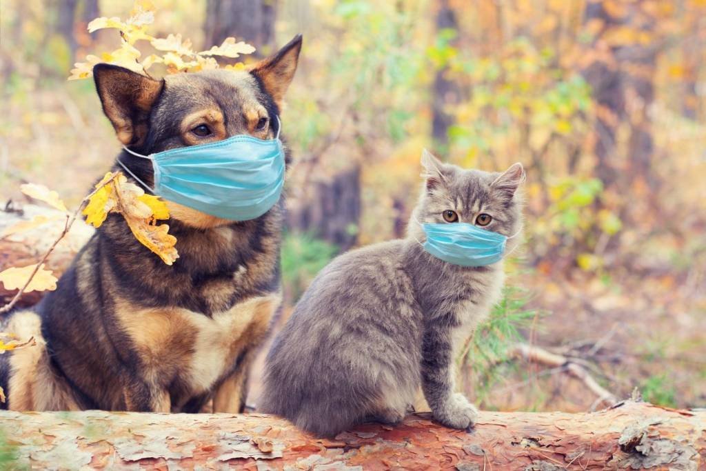 Cães e gatos: animais de estimação devem evitar interagir com humanos fora de casa (Getty Images/Getty Images)