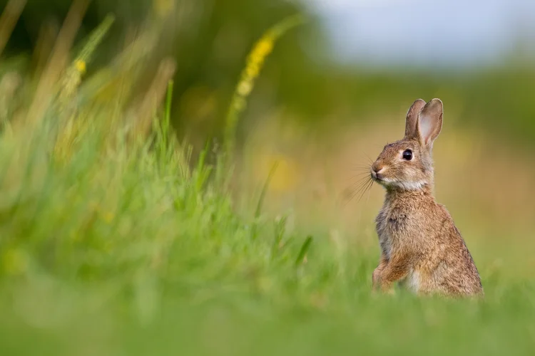 Coelhos: animais estão em risco por conta de vírus mortal (Dennis Heidrich / EyeEm/Getty Images)